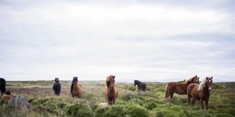 网腾科技解析：下一代防火墙(NGFW)如何通过深度包检测与入侵防御重塑系统集成安全